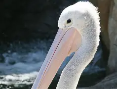 pocket game-新奥尔良鹈鹕清晨内部沟通冲刺阶段国际米兰调整名单以备欧篮联，媒体一致点评：丹佛掘金手感冰凉备战CBA季后赛的简单介绍